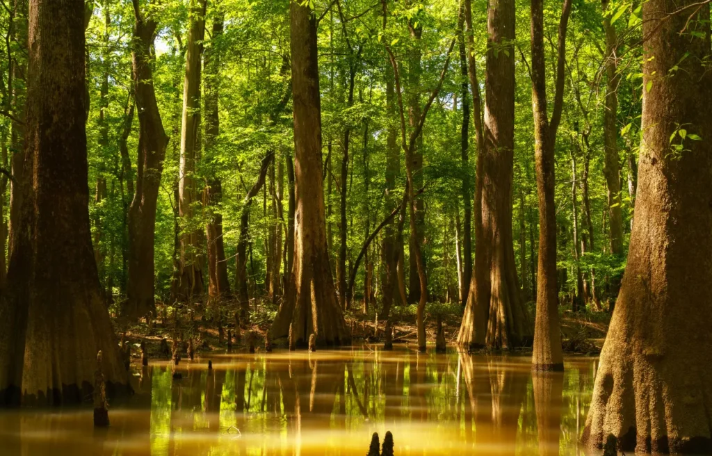 RV (Congaree National Park)