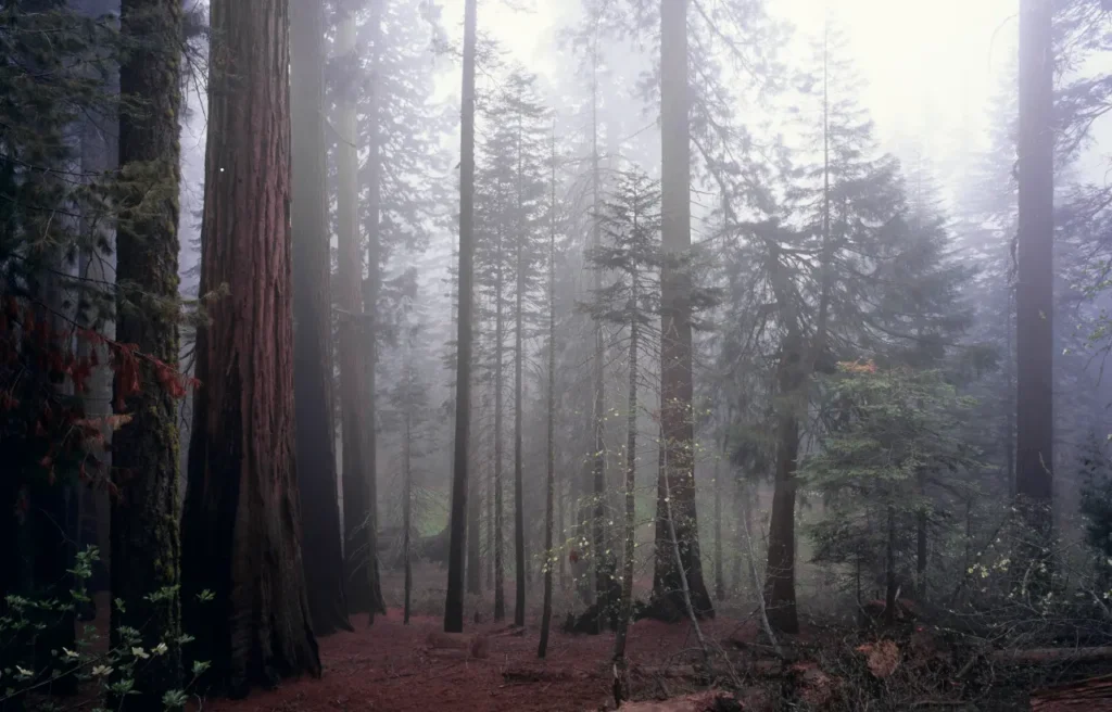 RV (Sequoia National Park)